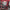 WIN GoalKeeper Gloves (Red Panther)