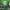 WIN GoalKeeper Gloves (Green Panther)