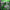 WIN GoalKeeper Gloves (Green Panther)